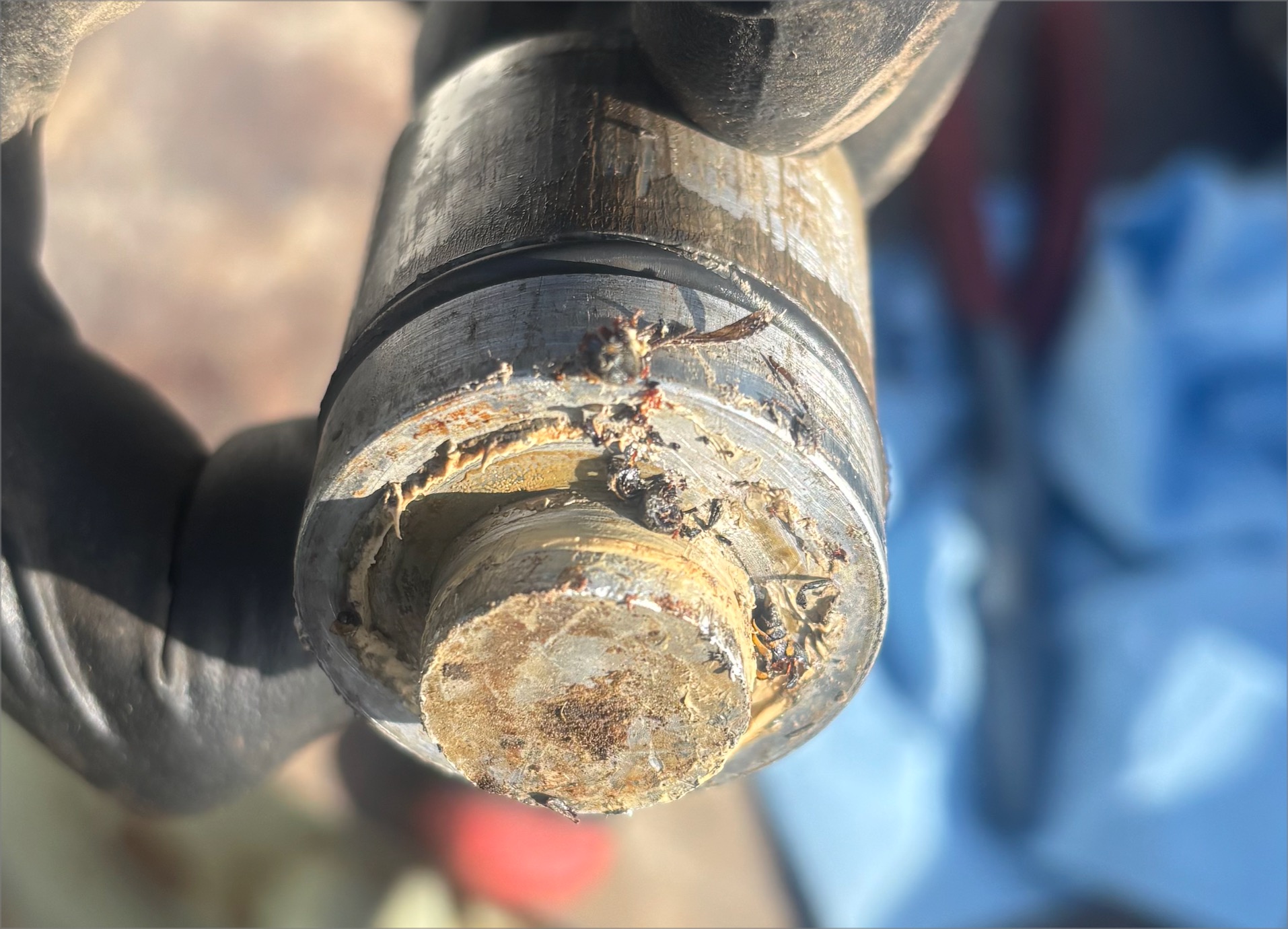 Wasps in an MPV Valve